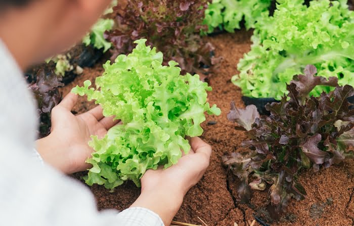 Dicas para montar uma horta comercial