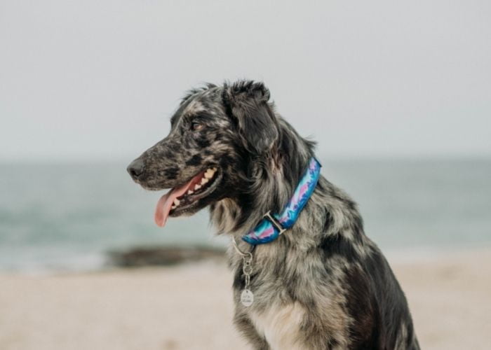 Como montar uma fábrica de coleira para cães