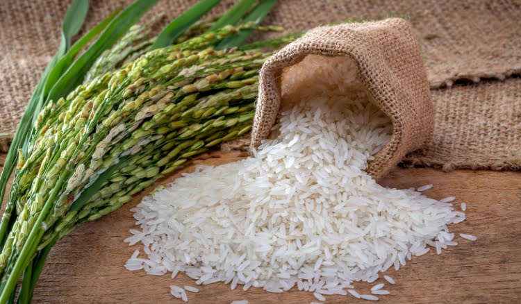 Os maiores produtores de arroz do Brasil Os maiores produtores de arroz do Brasil