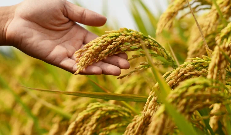 maior produtor de arroz orgânico do Brasil maior produtor de arroz orgânico do Brasil